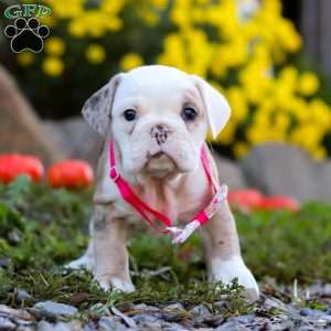 Mila, Beabull Puppy